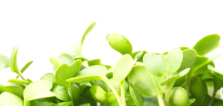 Microgreens